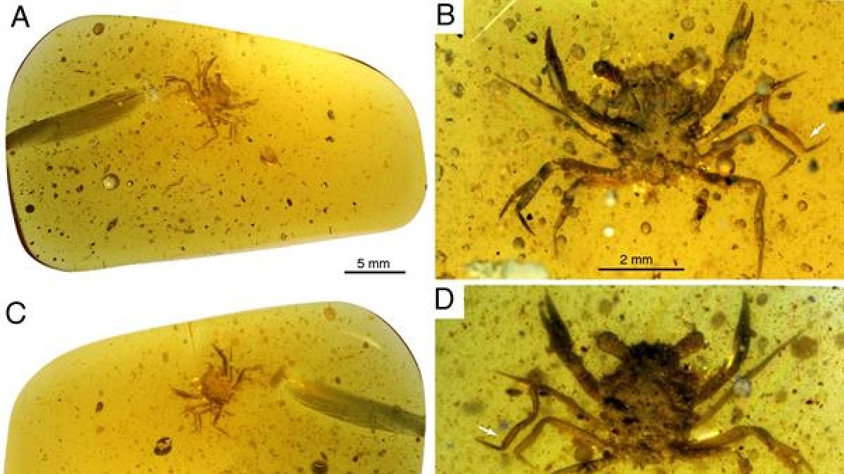 El descubrimiento de un cangrejo casi perfectamente conservado en un ámbar de 100 millones de años, el más antiguo de aspecto moderno jamás encontrado, esclarece la historia evolutiva de estos crustáceos.