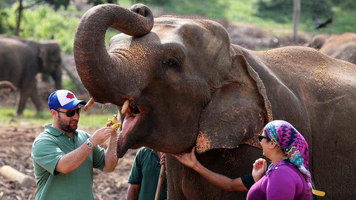 Turistas alimentan a elefantes en un hogar para paquidermos huérfanos en Sri Lanka.