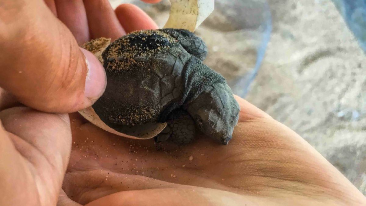 La mayoría de las tortugas nacidas en Esmeraldas pertenecen a las especies Golfina.