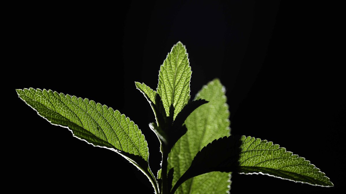 Fotografía de la planta Juanilama el 20 de octubre de 2021, en San José (Costa Rica). Científicos costarricenses detectaron un compuesto en la planta Lippia alba.