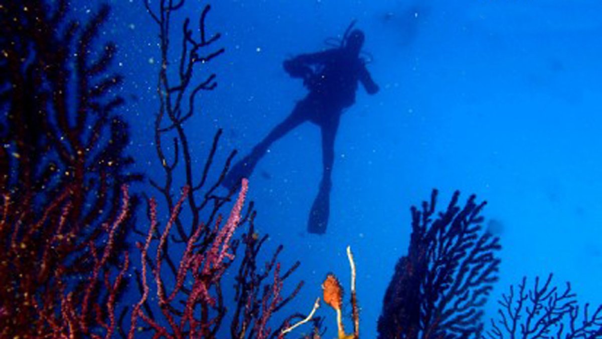 Acción. Los subsuelos y los recursos marinos constituyen un patrimonio.