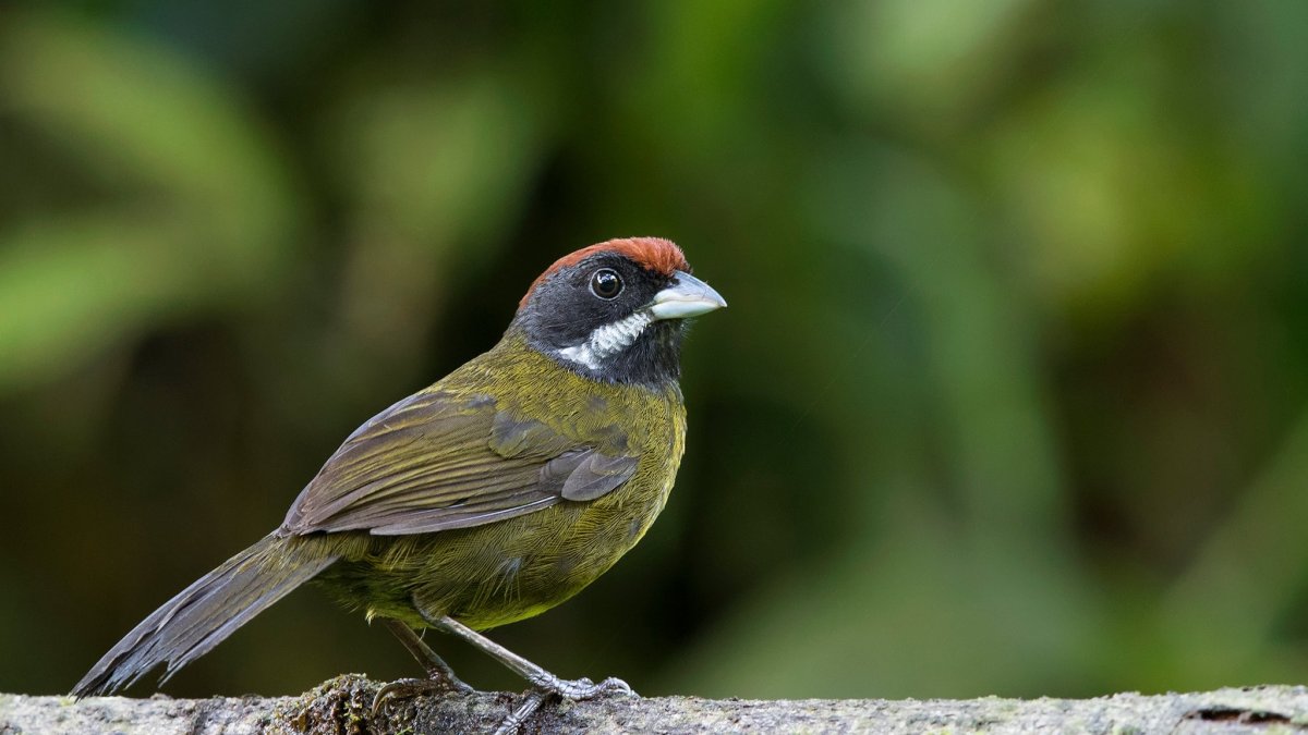 Referencial. Su nombre científico es xanthothorax, que en griego significa 