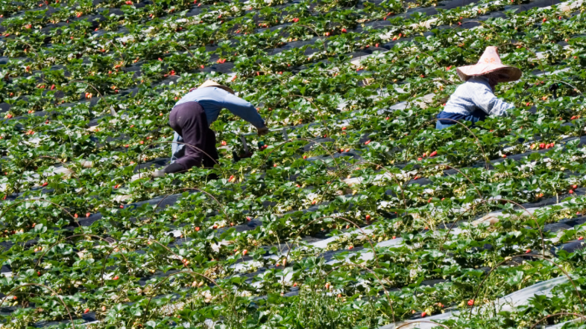 Durante seis meses se dedicarán a recolectar fresa, frambuesa, arándanos, moras y cítricos.