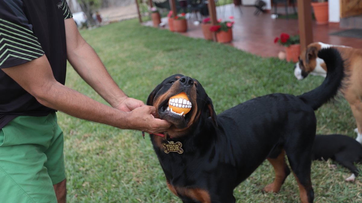 Thor, rottweiler que se alimenta con dieta Barf
