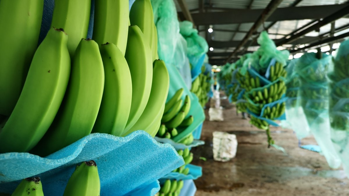 Ecuador los precios son menores al año 2020.