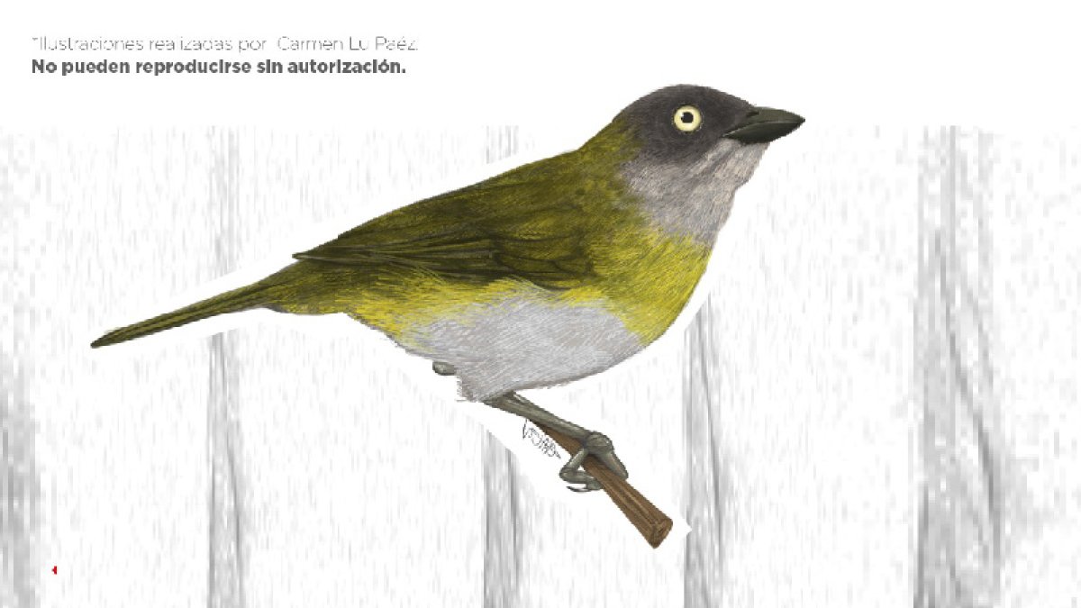 Imagen proporcionada por el Ministerio de Ambiente sobre la subespecie de pinzón que habita en el sur del Ecuador.