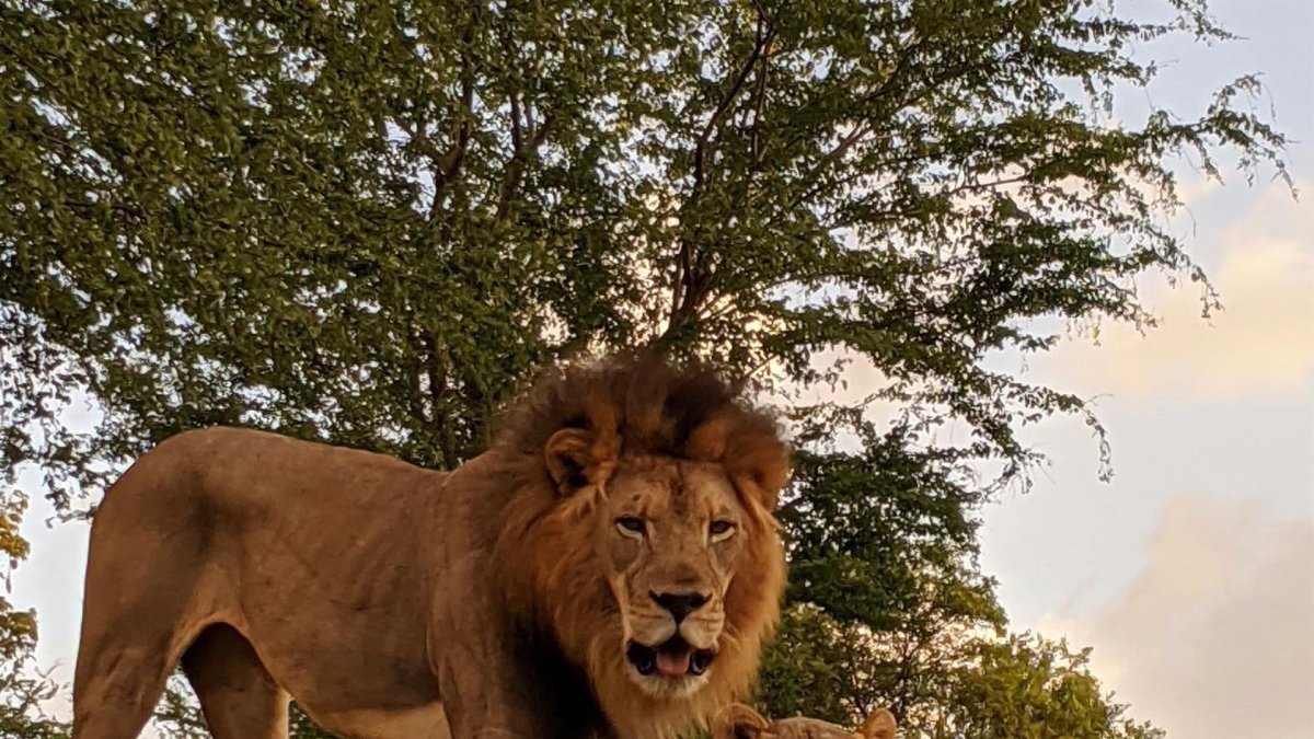 Fotografía divulgada por el zoológico de Honolulu donde aparece el león africano macho Ekundu, de 13 años y que murió por contagio de la covid-19 y la leona Moxy, que dio positivo pero sobrevivió.