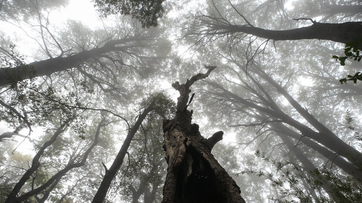 Vista de un bosque en la región del Maule, Chile, en una fotografía de archivo.