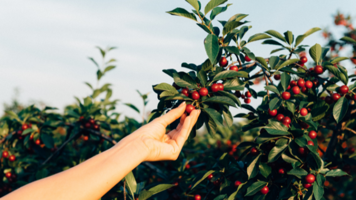 La selección también se dio en Honduras.