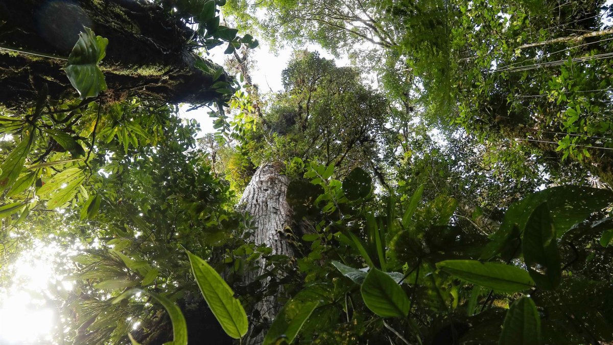 Vista del bosque nuboso Palo Verde, una reserva natural ubicada en el centro de Costa Rica, en una imagen de archivo.