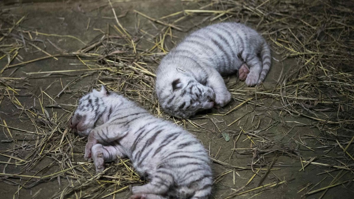Registro de dos crías de tigre de bengala blanco (Panthera Tigris), en el Zoológico Nacional, en Managua (Nicaragua). Una hembra adulta de tigre de bengala blanco dio a luz a tres crías: dos hembras y un macho.