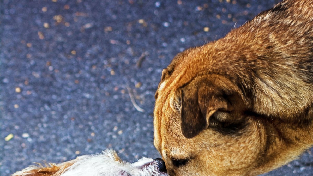 Indicios. Algunos síntomas que determinan que el perro tiene un  problema cardíaco son: la fatiga, la intolerancia al ejercicio o la tos.