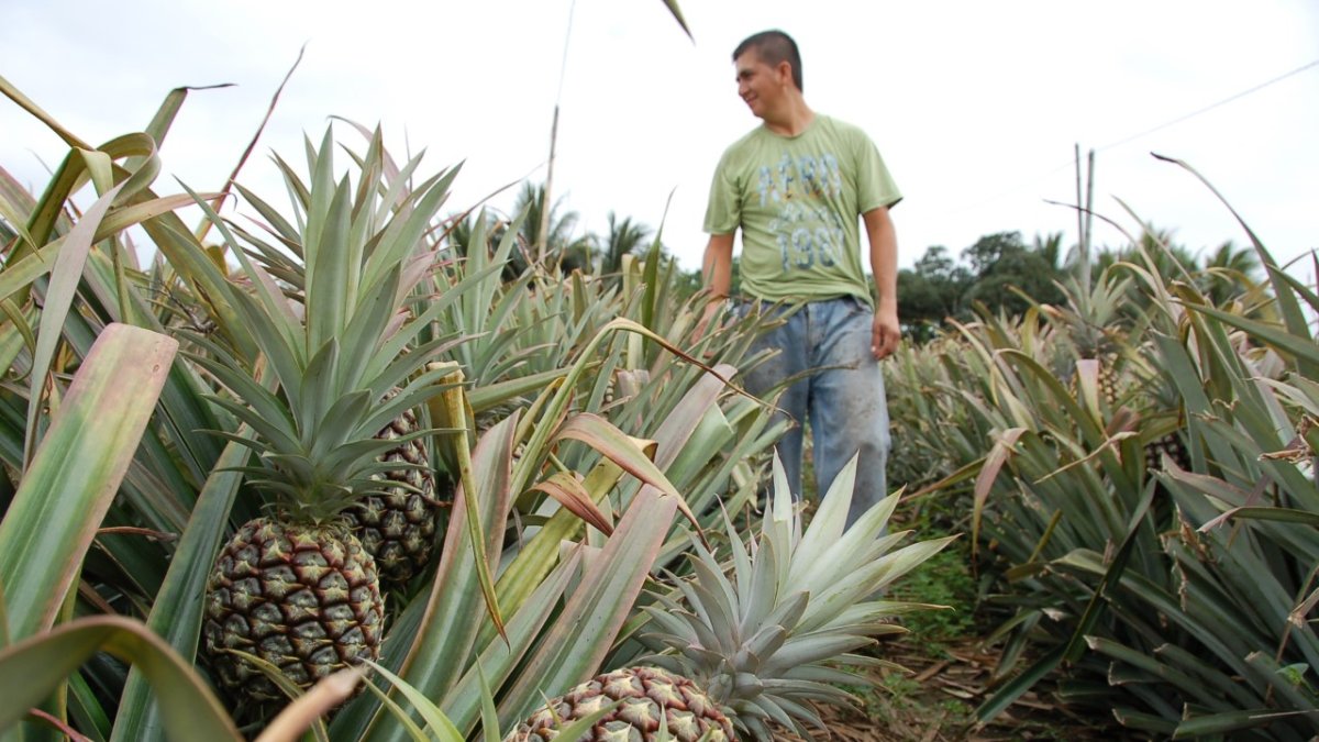 La piña que se cultiva en la provincia del Guayas es para el consumo interno.