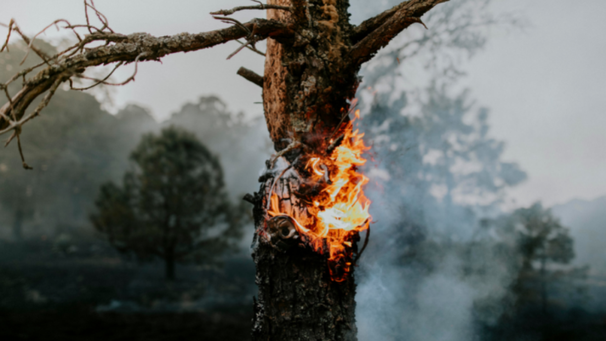 Los incendios forestales serán una constante según estudio.