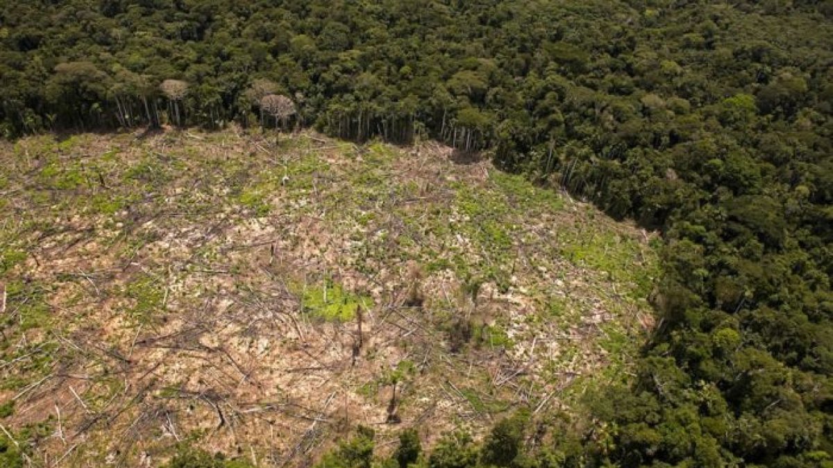 Referencial. La normativa europea busca evitar la deforestación en la producción de bienes que importan sus países.