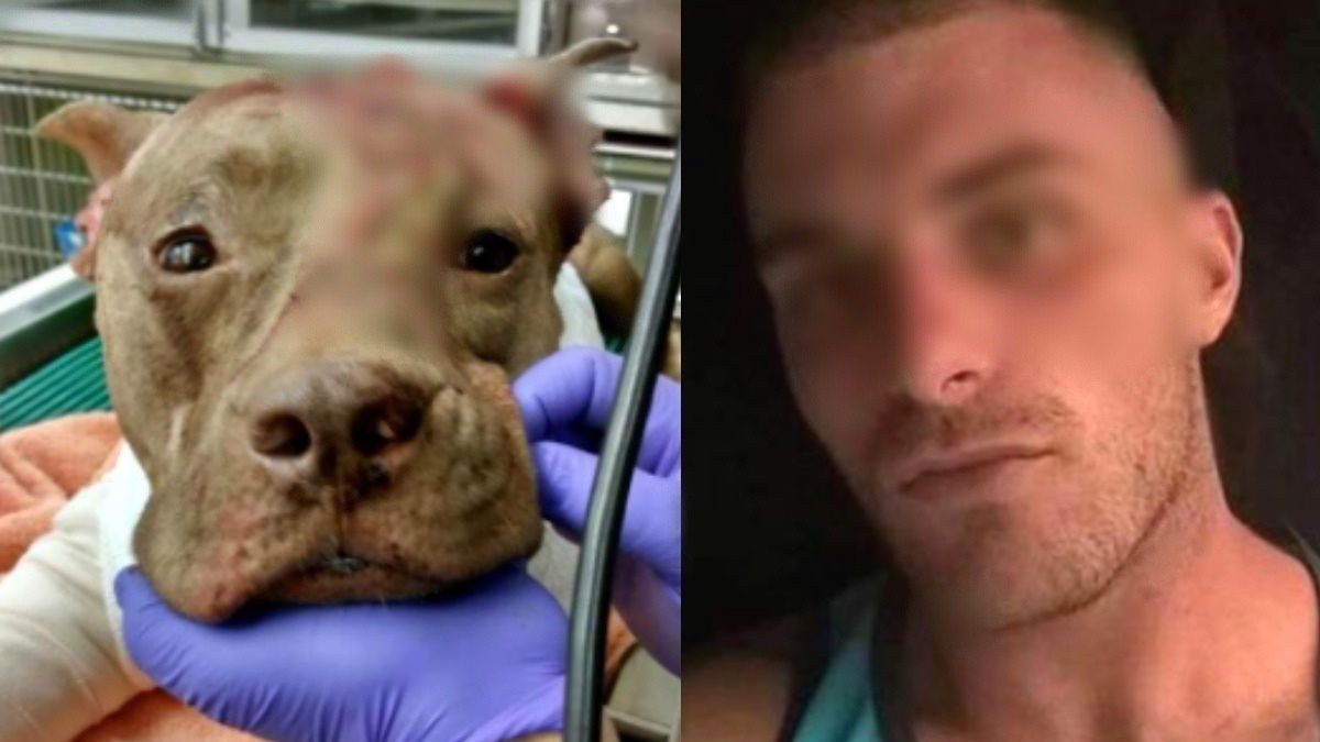 Ollie, el can víctima del horrendo ataque por parte de Brendan Evans, quien acaba de ser sentenciado.