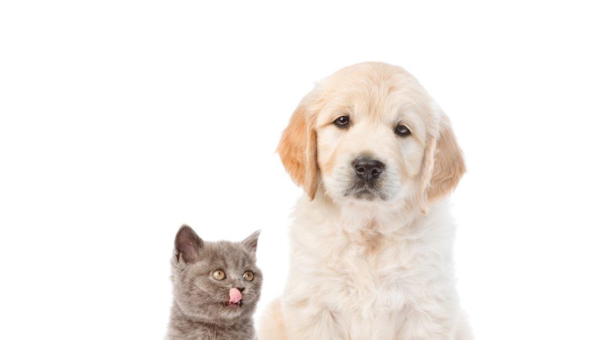 Dieta. Comer rápido no es sinónimo de comer mal. Esta premisa también es válida para los perros.