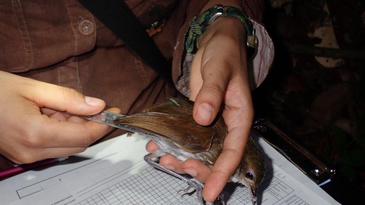Imagen cedida de la medición de la longitud de las alas de un tororoí campanero (Myrmothera campanisona).