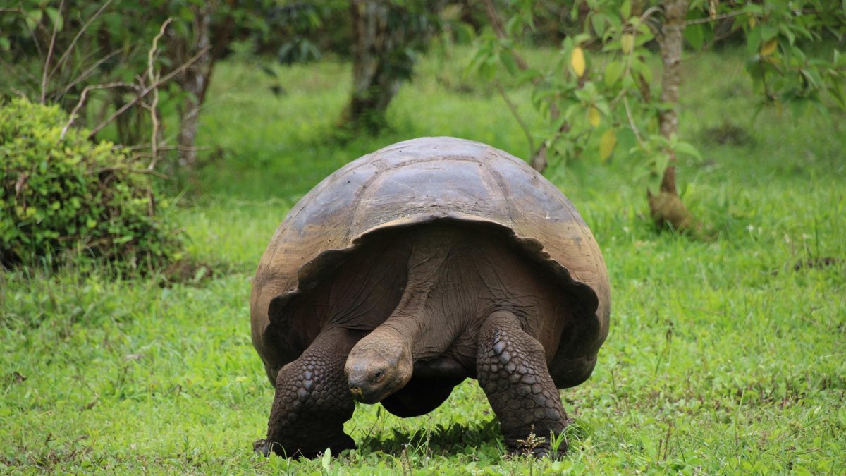 Fotografía de una tortuga gigante el 13 de noviembre de 2021 en la isla de Santa Cruz, en el archipiélago de Galápagos (Ecuador).
