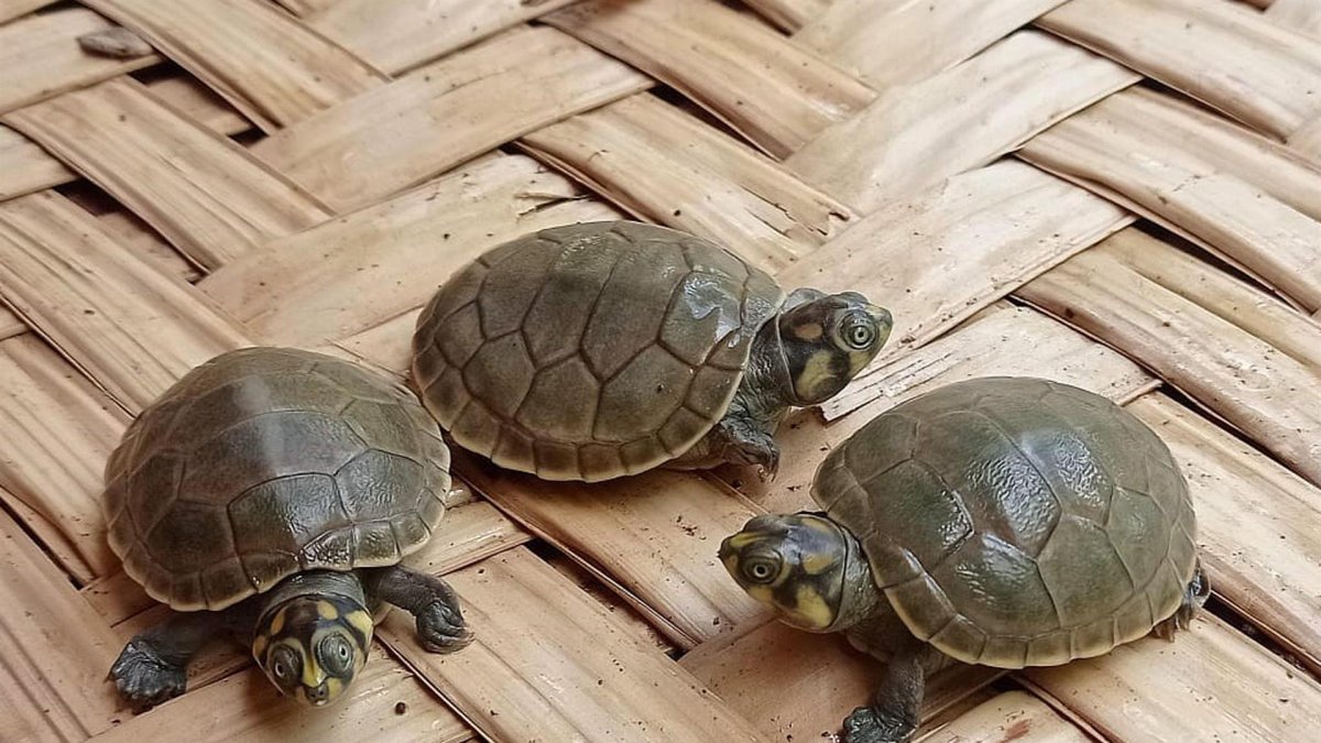 Por favor programar para las 19:15 el banner de inicio con la nota de la previa, para que Henry agarre el hilo desde ahí