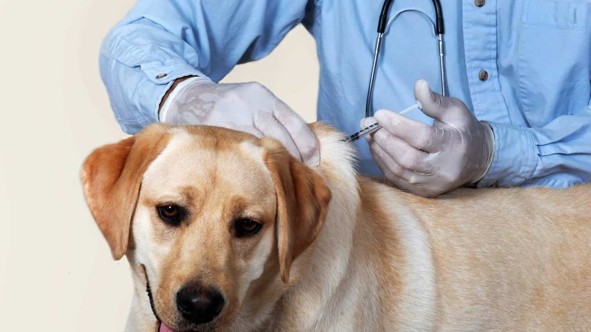 Los veterinarios recomiendan vacunar a tus perros y gatos, contra la rabia, una vez al año y si alguna vez requieres llevarla a un país libre de rabia, también deberás hacerle la prueba de anticuerpos.