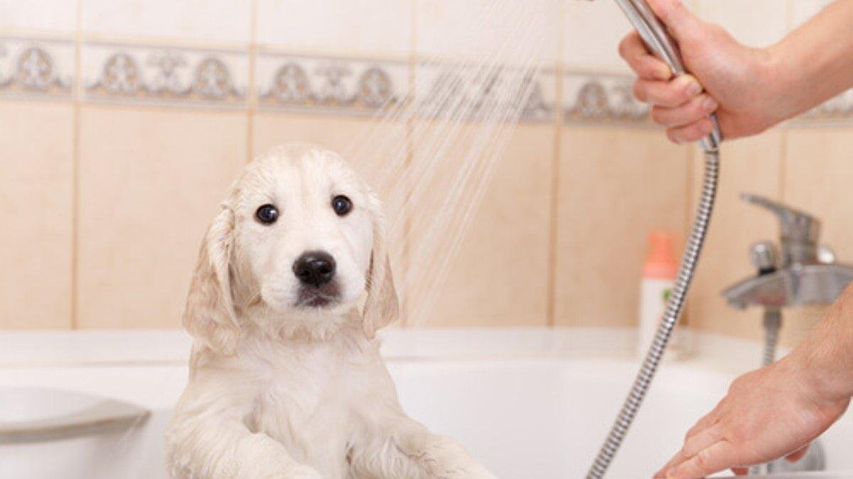 La frecuencia del baño del perro depende de varios factores.