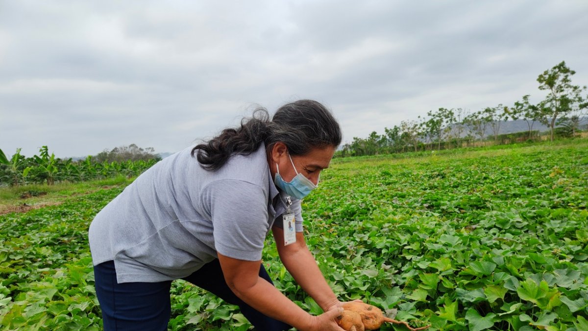 El camote es uno de los productos que ha ganado terreno en los mercados internacionales.