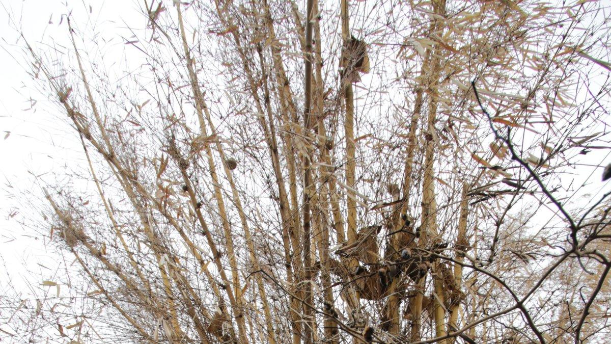 Hecho. Estos son los efectos de los siniestros.