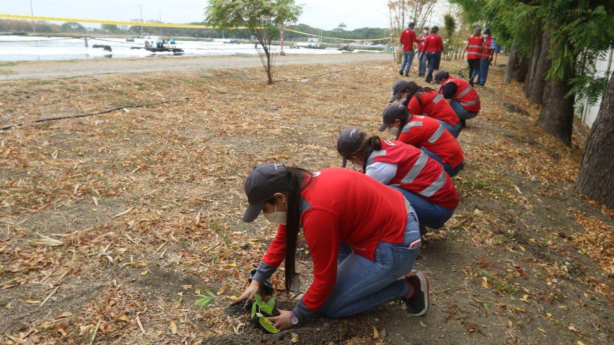 Reforestación. Ayer, Veolia sembró 400 especies de un total de 1.500, que se plantarán dentro de tres meses. En ellas se incluyen plantas y árboles que dan sombra y emanan fragancia (más que otras especies).