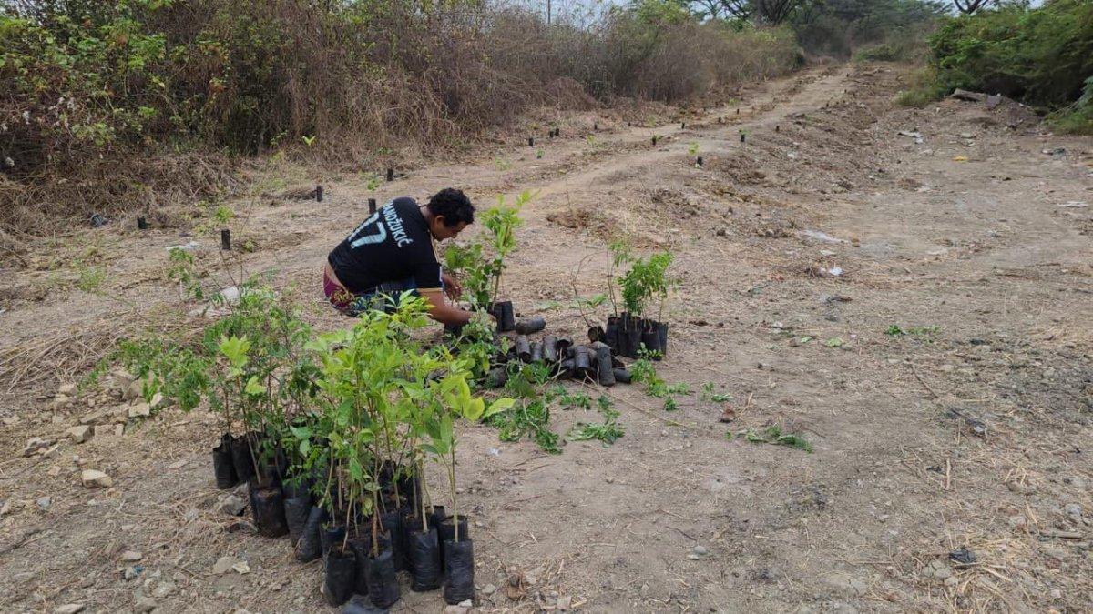 Siembra. Decenas de ciudadanos se sumaron a la jornada, en varios sectores de la ciudad.