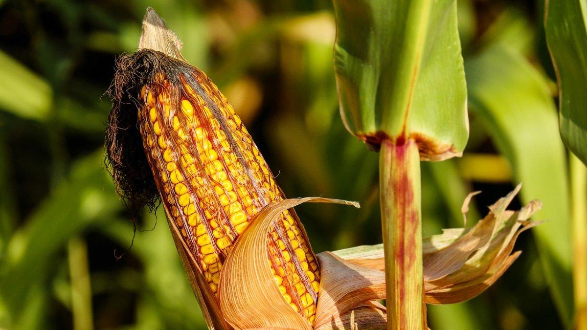 La escasez de maíz y otras materias primas ha sido un dolor de cabeza a escala global.