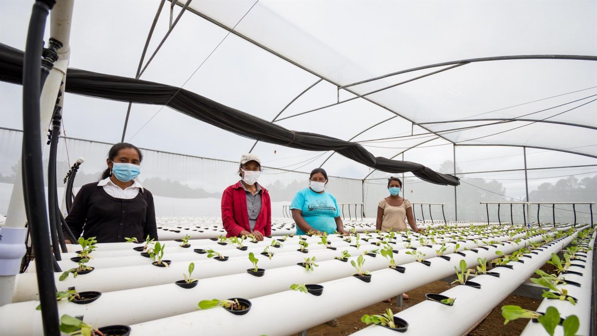 Fotografía cedida hoy por Rikolto que muestra a campresinas recibiendo capacitación sobre producción hidropónica, en Marcala (Honduras).
