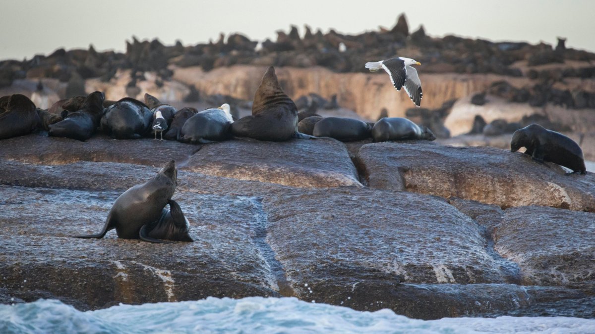 Un grupo de focas descansa en una roca en una imagen de archivo.