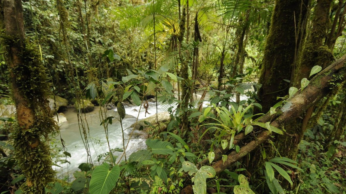 Naturaleza. Los Cedros, ubicado en Cotacachi, tiene 6.400 hectáreas.