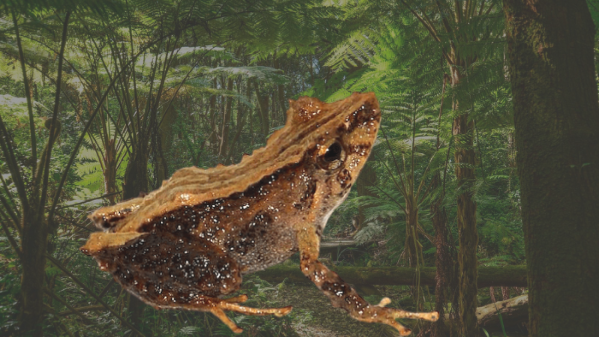 El anfibio fue bautizado con el nombre de 