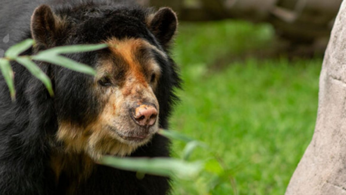 El parque zoológico rindió tributo a Pablo.