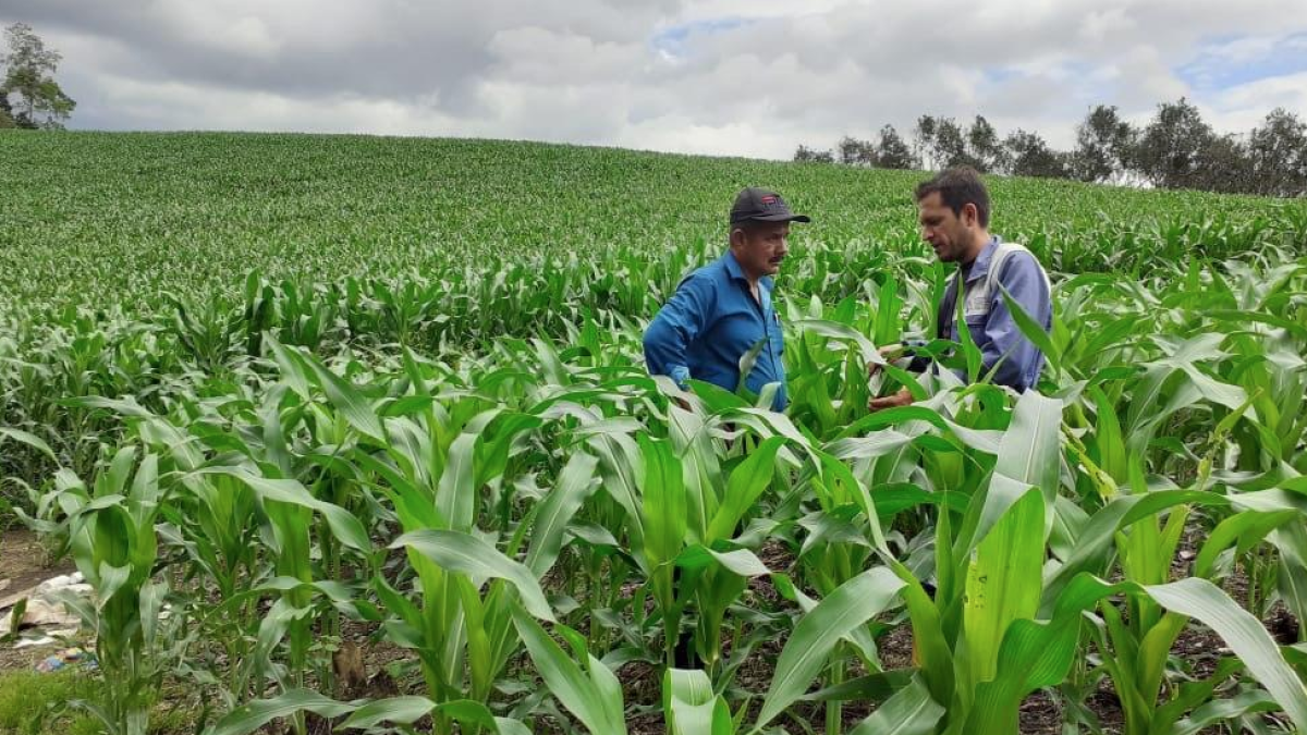 Producción. La cosecha de abril arrojaría 1,4 millones de toneladas. 