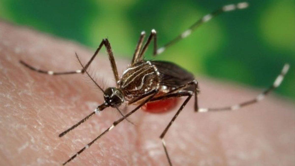La malaria es causada por un parásito. Se transmite a los humanos a través de la picadura de mosquitos anofeles infectados