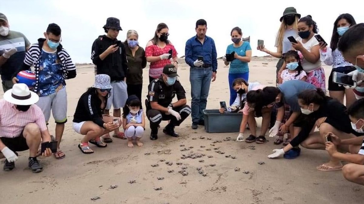 Especies.  Desde tortugas y peces, hasta lobos marinos viven en la reserva. Hay  meses en donde se registra incluso la llegada de piqueros azules.