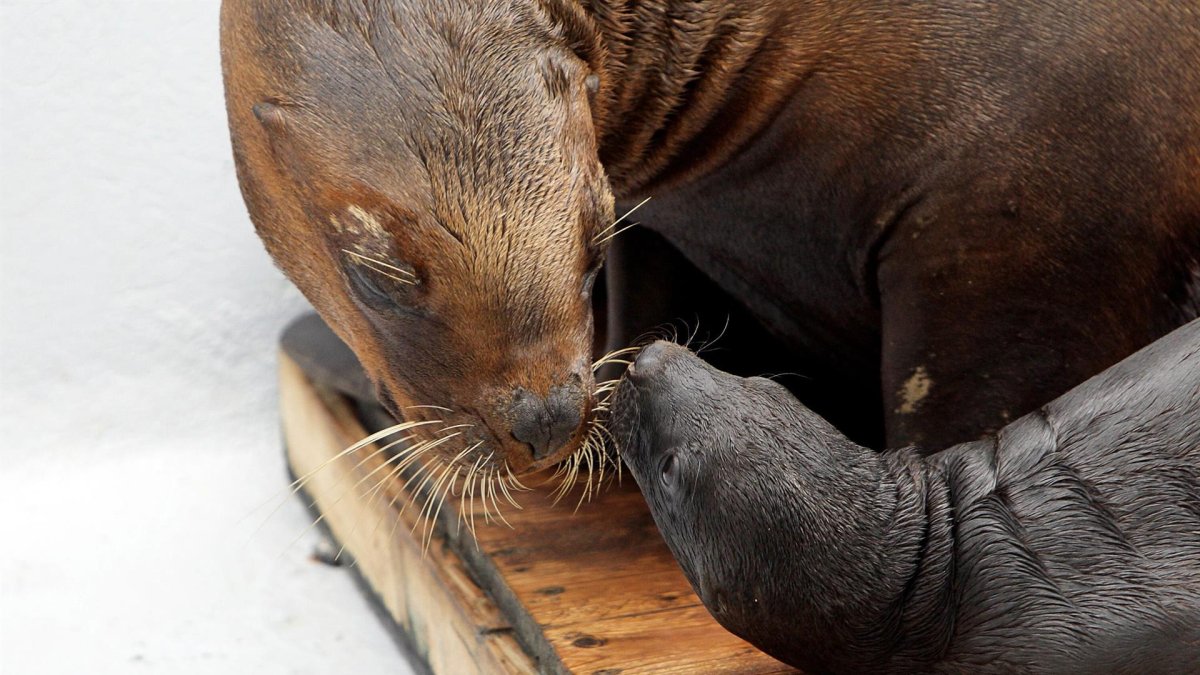 Una hembra de león marino olfatea a su cría en el Oceanográfic de la Ciudad de las Artes y las Ciencias de Valencia.