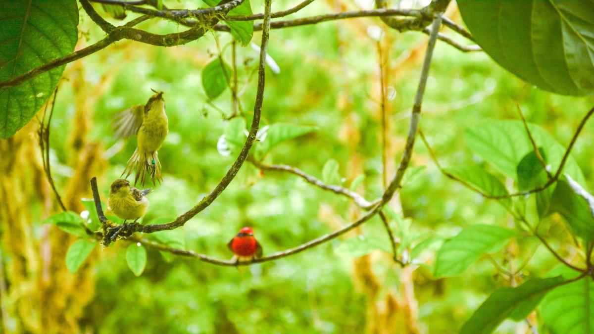 Dos 'pájaros brujo' vistos en la Isla Santa Cruz
