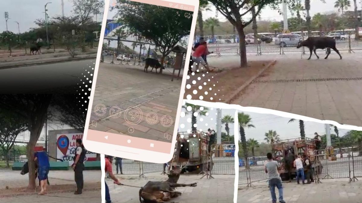 Secuencia de imágenes capturadas por testigos del 