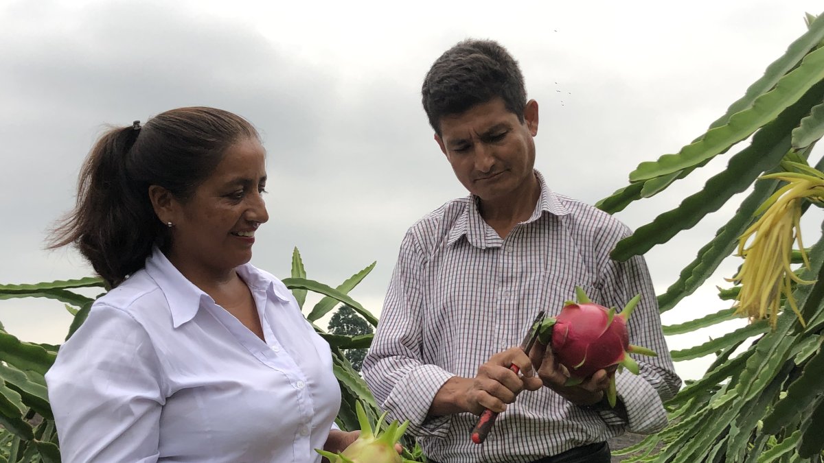 Situación. Armida Carvajal señala que en Los Ríos, el valor por kilo ha decrecido entre el 60 % y 70 %.