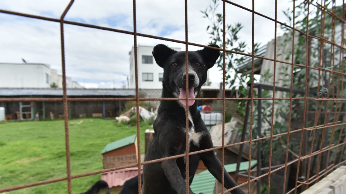 Espera. En los albergues decenas de canes esperan por alguien que les brinde un hogar.