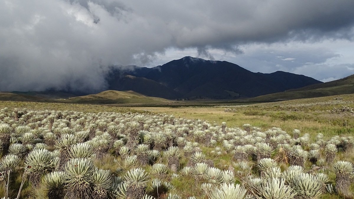 Los páramos andinos en su máximo esplendor