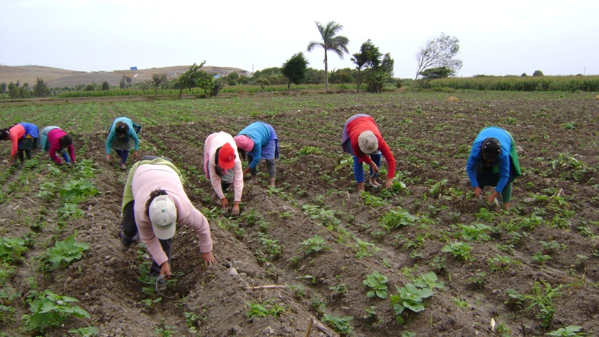 Preocupación. El agro ecuatoriano ha sufrido pérdidas en los últimos dos años.