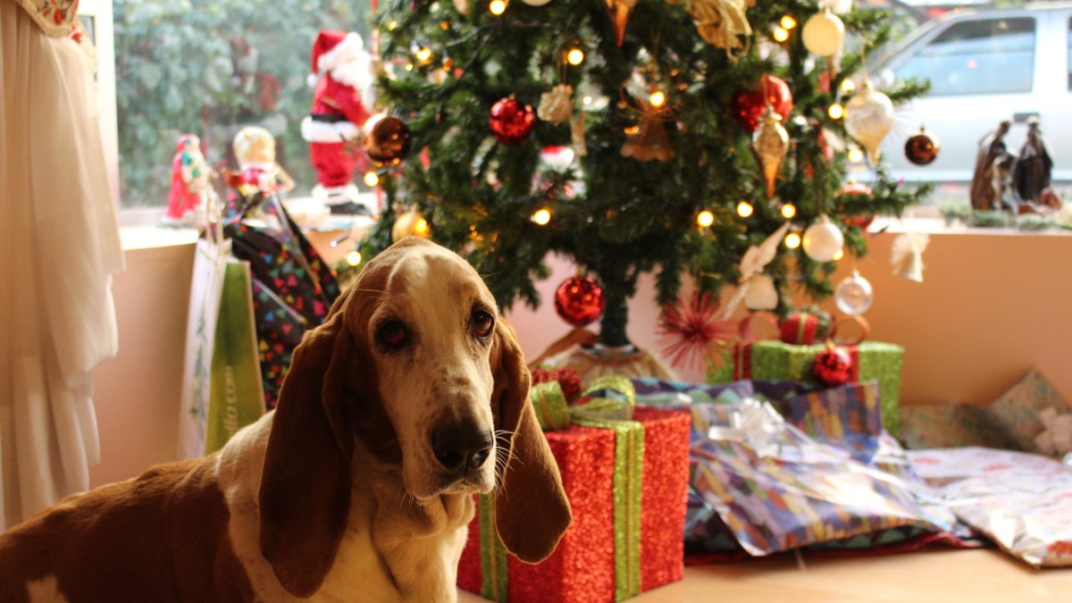 Hay que analizar varios factores antes de acoger en casa a un perro o a un gato.