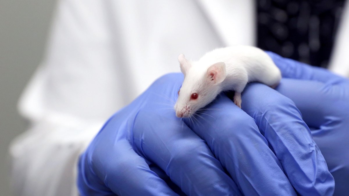 Ratones de laboratorio son utilizados para probar el mortal ántrax y descubrir que calman el dolor.