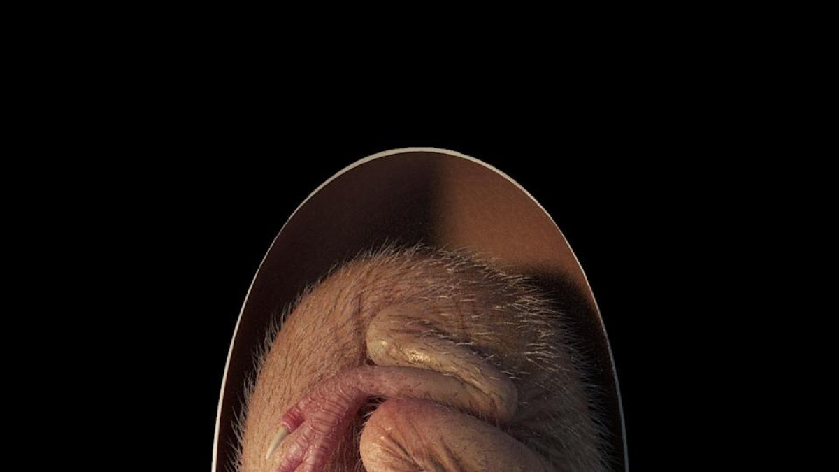 Reconstrucción de un embrión de dinosaurio cercano a la eclosión, basado en el nuevo espécimen 