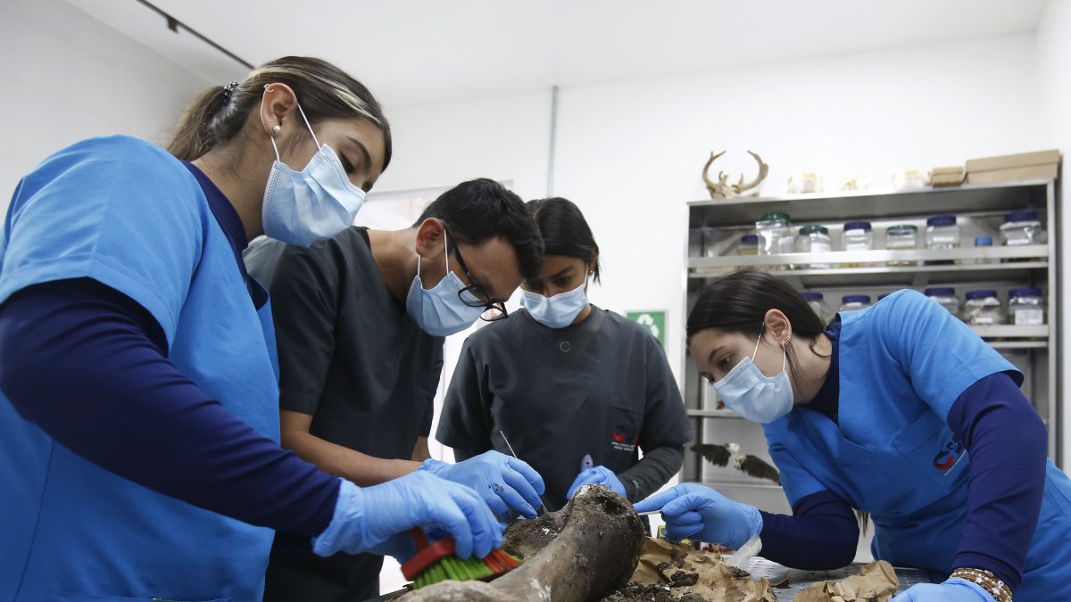 Médicos forenses veterinarios limpian uno de los huesos de las extremidades de la elefanta Leidy